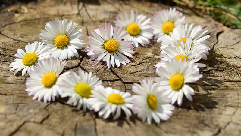 Daisy flowers